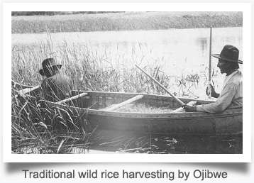 Wild Rice Harvesting: Ojibwe Traditional Ecological Knowledge