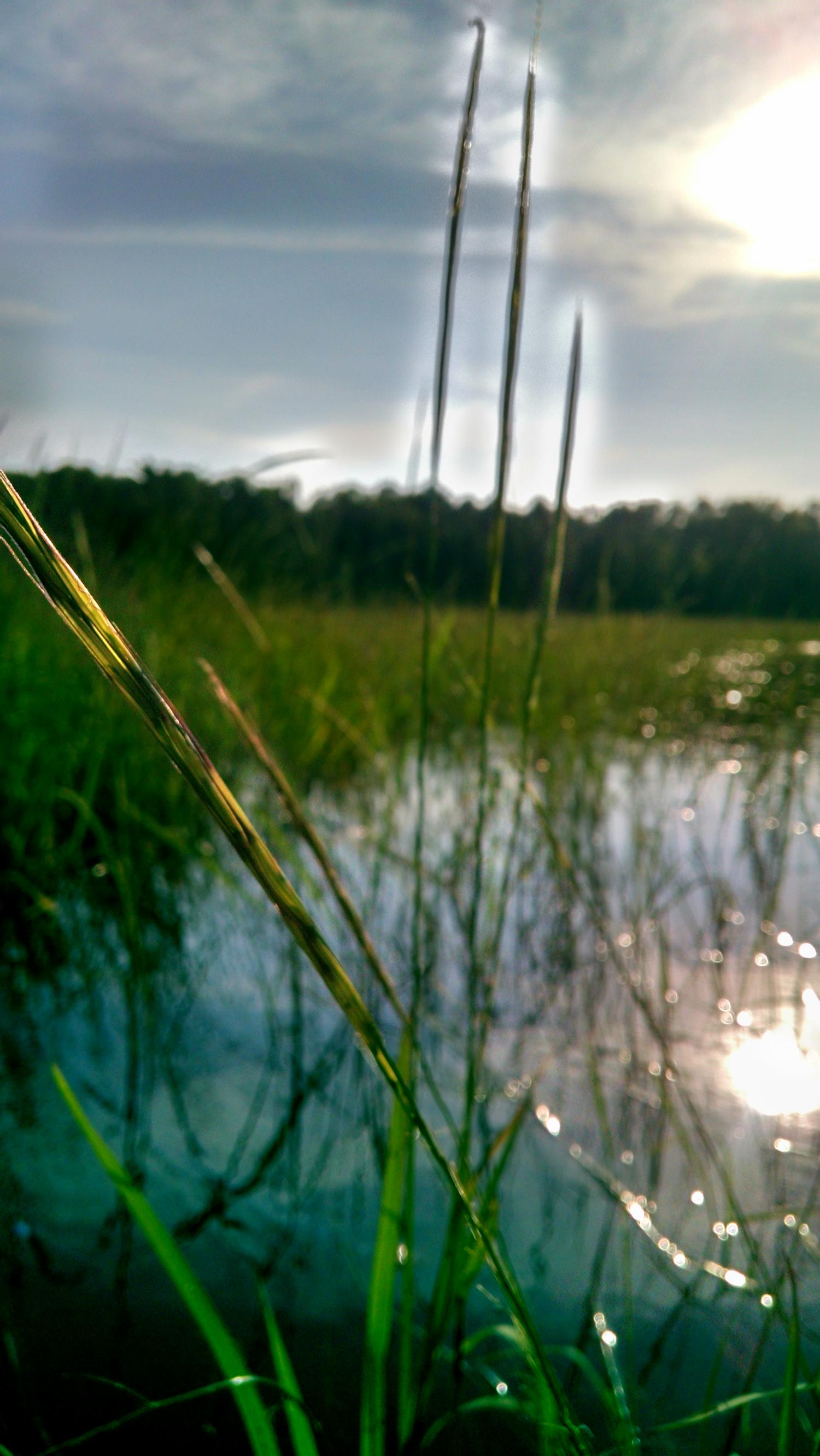 GWOW Wild Rice (Manoomin) > Connect Culture