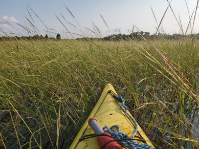Wild Rice and Wetland Conservation