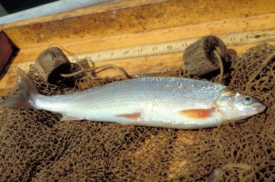 Lake Superior Whitefish- The Ways