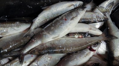 Spearfishing- A Living History