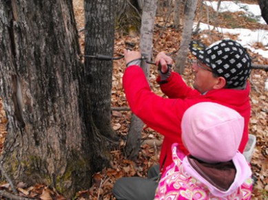 See how Ojibwe people make maple syrup today.