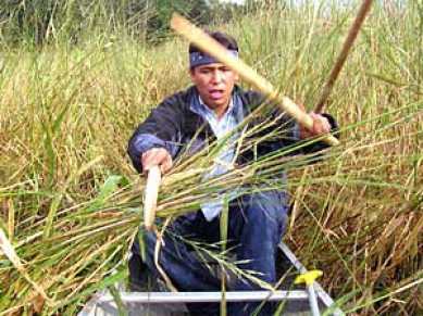 Watch the Wild Rice video clip to see how manoomin is harvested.