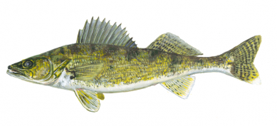 Explore the importance of walleye to the Ojibwe by meeting Tommy Sky, 
