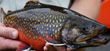 Learn more about the history of coaster brook trout. 