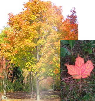 Gwow Sugar Maple Paper Birch